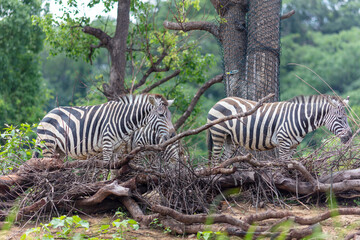 Two Zebras Standing Beside Dead Tree Branches In Natural Wilderness © TrinhVan