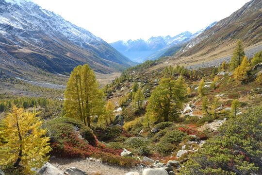 Autumn larches in mountain valley in Switzerland