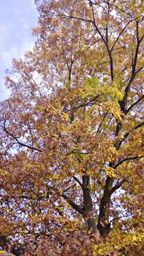 Low angle view of brown leaves tree in fall time under blue sky