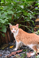Ginger and White Cat in a Lush Garden © NgoVan
