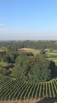 Drone shot of flat landscape with vineyards in front