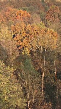 Flying over tall fall orange forest bird's eye view