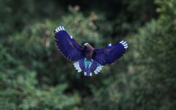 Indochinese Roller, Coracias affinis, opens wings wide in full aerial display against lush foliage, striking pattern of vibrant violet-blue wings and bright turquoise tail creates magnificent symmetry