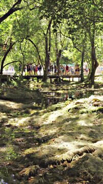 Tourist walk on wooden bridge over forest terrain at Krka park
