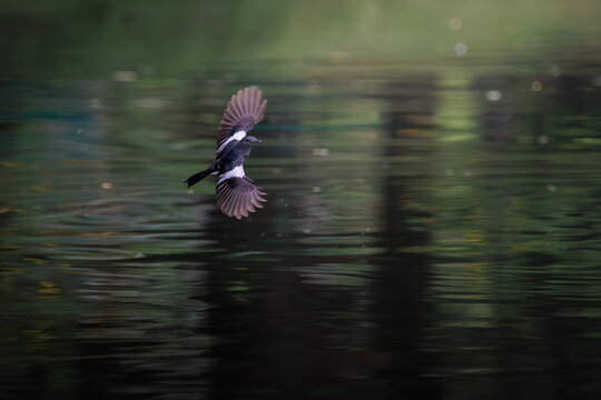 graceful Oriental magpie-robin glides tightly above a dark, rippling body of water, glossy black-and-white plumage contrasts sharply with deep, shimmering green reflections of lake surface