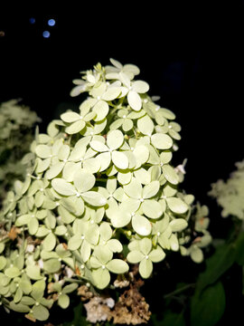 Close-up of pale green hydrangea flowers at night