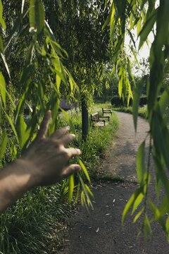 Hand Reaching Toward Willow Leaves on a Peaceful Nature Trail