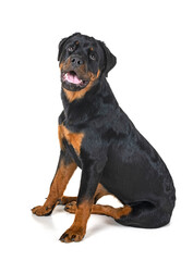 Obraz premium rottweiler in studio