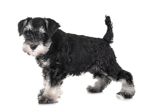 puppy miniature schnauzer