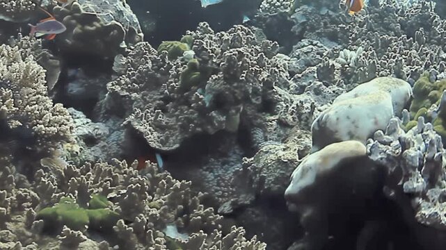 Orange Reef Fish Swim above Dense Hard Corals on a Tropical Reef. The horizontal underwater view shows layered coral textures, scattered orange fish and clear water across a compact reef habitat.