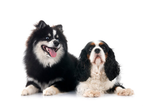 cavalier king charles and pomsky