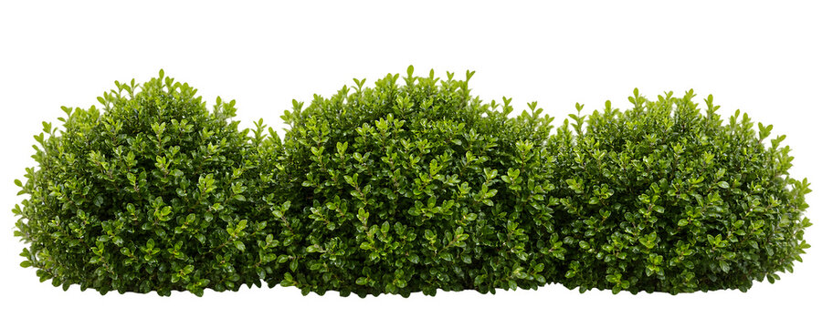 Lush Green Boxwood Shrub Hedge Isolated on Transparent Background