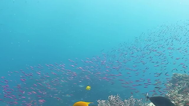 Yellow Reef Fish Pass a Dense School of Red Fish above Coral. Bright yellow fish stand out in front of a dense reddish school, with coral structure visible along the lower frame.