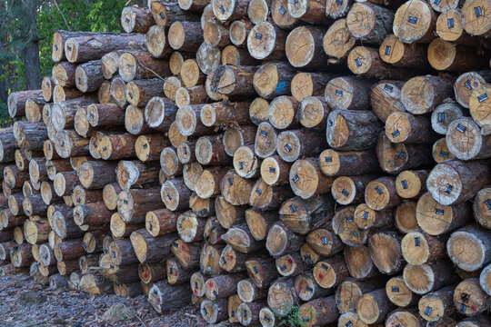 Cut pine trunks with marked ends arranged in a large stack at a logging site, showing forestry work, timber storage and industrial wood production.