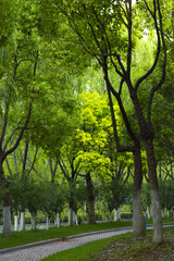 Obraz premium Curving Path Through Lush Green Park in Spring