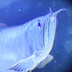 fish in the water © Gnp