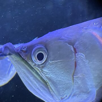 fish on the water