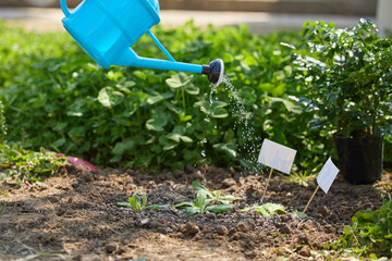 Blue Watering Can Watering Young Seedlings in Sunny Vegetable Garden © PhamHong