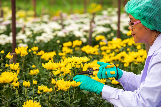Gardener pruning yellow chrysanthemum flowers with shears, gloves, glasses and protective cap in garden, showing horticulture, plant care, cultivation and seasonal maintenance