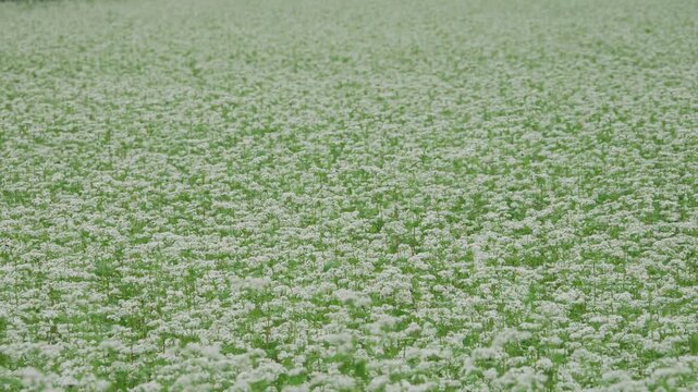 雨の降る一面満開のそばの花