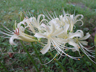 White Spider Lilies with Curled Petals and Long Stamens © Noir_travel