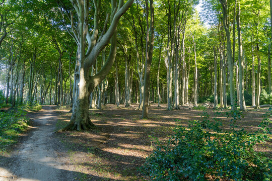 Sunlight Between Old Trees in the Ghost Forest Near Nienhagen on the Baltic Sea