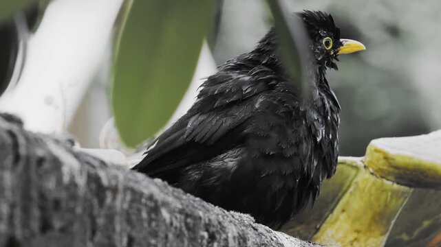 Amsel h&uuml;pft aus der Vogeltr&auml;nke &ndash; extreme Makroaufnahme