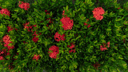 Naklejka premium Above view of small red flower clusters scattered among vibrant green leaves in a dense natural bush. Leaves glistening with moisture from the rain. For nature background and textured.