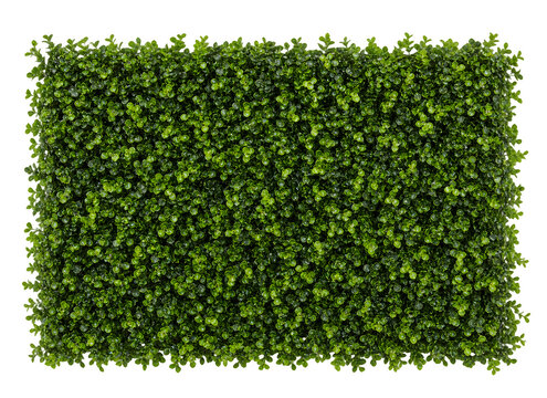 Dense Artificial Boxwood Hedge Panel Isolated on Transparent Background