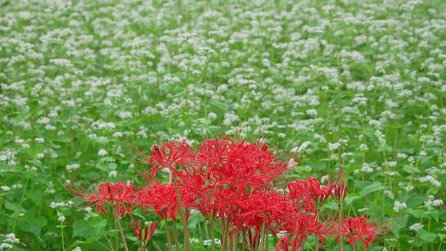 雨の降る満開のそばの花をバックにした彼岸花