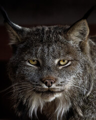 Close-up portrait of a Canada lynx with piercing yellow eyes, tufted ears, and thick gray fur, a majestic wild cat staring intently against a dark background © Zachary