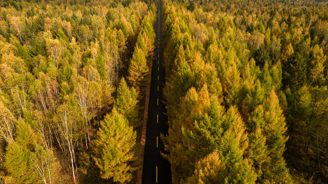 Aerial View of a Straight Road Through a Colorful Autumn Forest