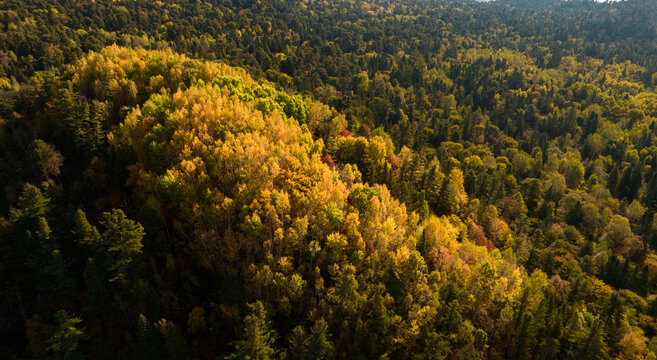 Aerial View of Autumn Forest with Golden and Green Foliage