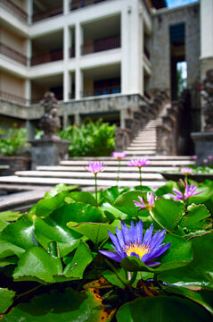 Purple Water Lilies in a Tropical Hotel Courtyard Pond