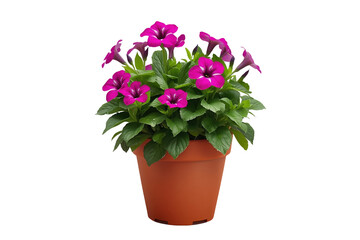 Obraz premium Simple studio image of potted purple flowers as a standalone element