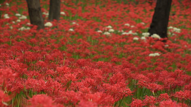 Japanese autumn nature landscape with a field of blooming red spider lilies in Yachiyo, Chiba / 日本の秋の自然風景 満開の彼岸花・曼珠沙華の群生 千葉・八千代 村上緑地