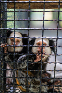Two Marmoset Monkeys Behind the Cage Mesh