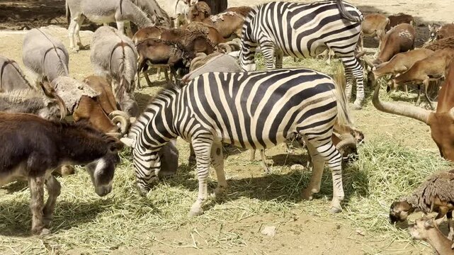 Zebras and mixed herd of grazing animals feeding together on hay.