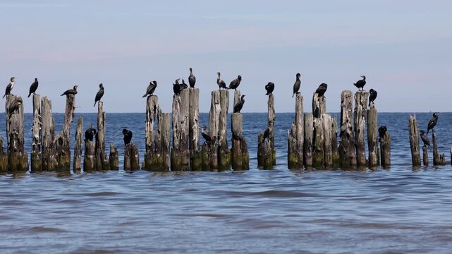 Great cormorants resting on wooden posts of the old Lapmezciems pier, Baltic SeaLatvia