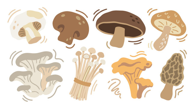 Set of diverse hand drawn edible mushrooms including oyster, enoki, and chanterelle, organic forest food icons for healthy cooking and culinary menus