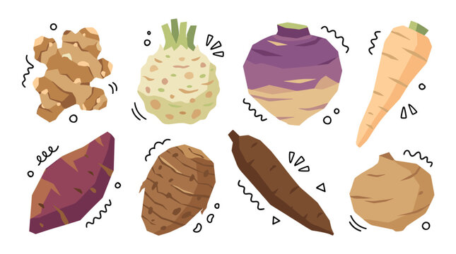 Set of fresh root vegetables including ginger celeriac turnip parsnip sweet potato taro and jicama isolated elements for healthy food menu design