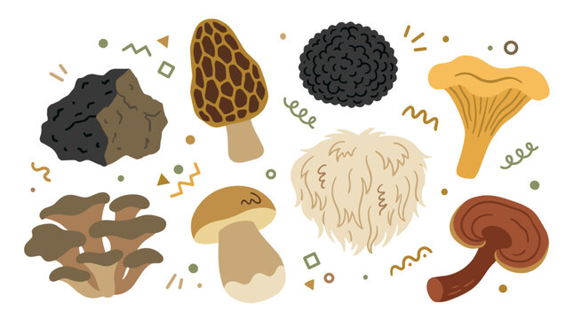 Set of wild forest mushrooms including chanterelle morel truffle and oyster mushrooms, nature foraging collection, seasonal organic food ingredients
