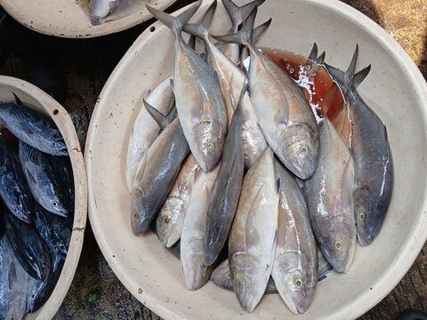 Golden trevally Fish