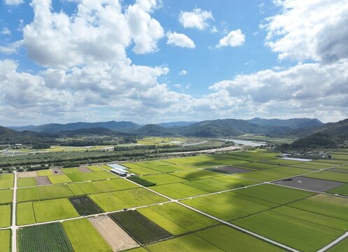 Aerial View of Rice Fields and Rural Landscape in Yecheon, Gyeongsangbuk-do, South Korea