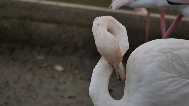 Flamingo preens feathers showing pink hues and graceful neck movement