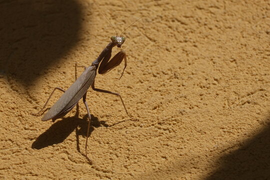 Brown praying mantis facing the camera with raised forelegs on a sunlit textured yellow wall