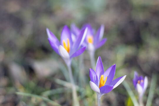 spring crocus flowers