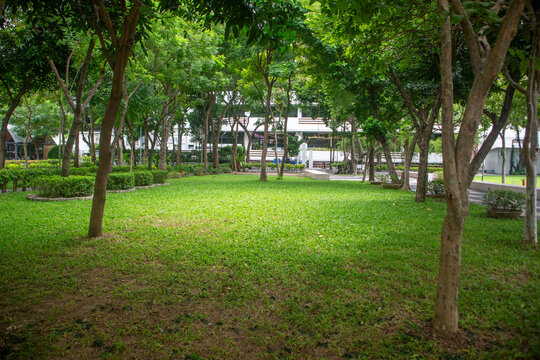 Beautiful nature at morning with sun in big city park