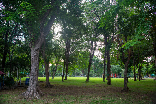 Beautiful nature at morning with sun in big city park