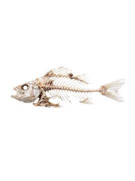 A single, dried fish skeleton lying horizontally on a pure white seamless surface.